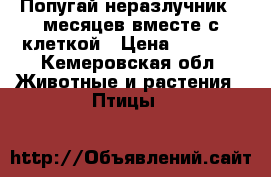 Попугай неразлучник 7 месяцев вместе с клеткой › Цена ­ 2 200 - Кемеровская обл. Животные и растения » Птицы   